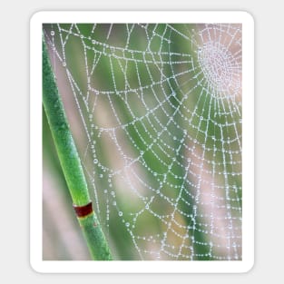 Spiderweb Sticker